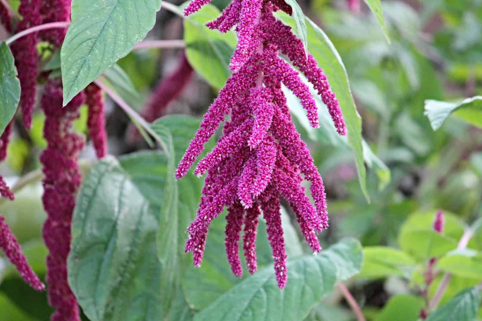 Cascading magenta Amaranth plant with large fan-shaped green leaves