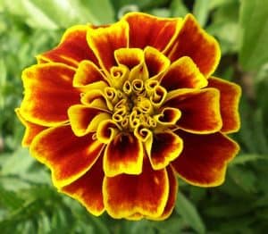 Yellow and deep red marigold flower shot from above