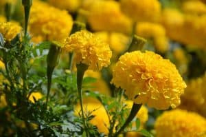 yellow marigold flowers in a field