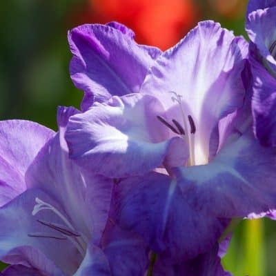 Three lavender gladiolus flowers with green stems