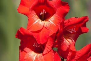 large red gladiolus flowers with faded red centers