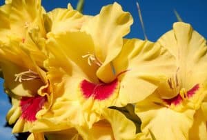 gladiolus flowers with red centers