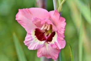 Pink gladiolus with red and white center