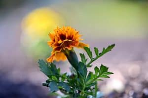 Orange marigold flower with full green leaves