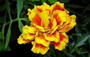 yellow and orange marigold flower