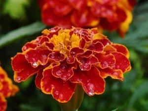 Red and orange marigold flower with dew on the petals