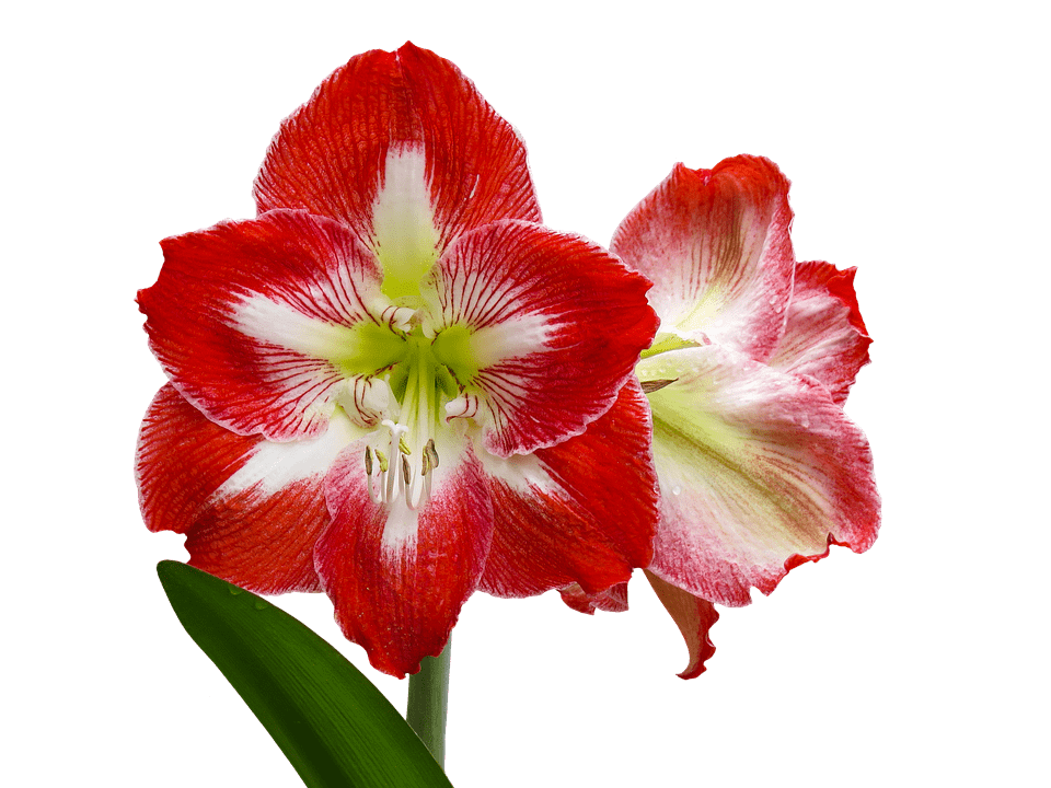 Red amaryllis flower with white center and green stem