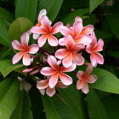 exotic flowers