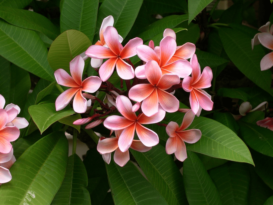 beautiful unusual flowers