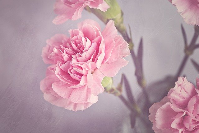 pink carnation