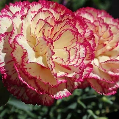 striped carnation