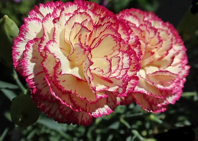 striped carnation