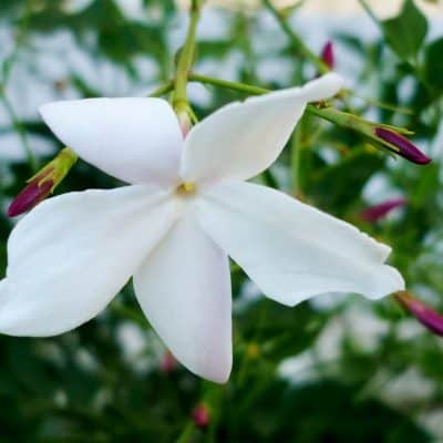 Jasminium Grandiflorum