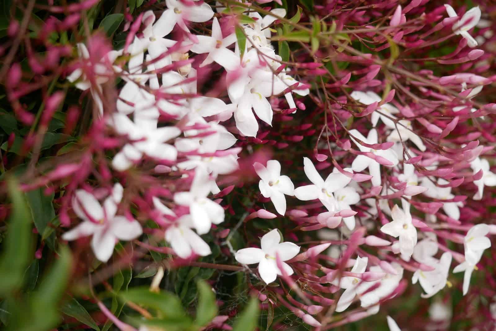 Jasminum Polyanthum