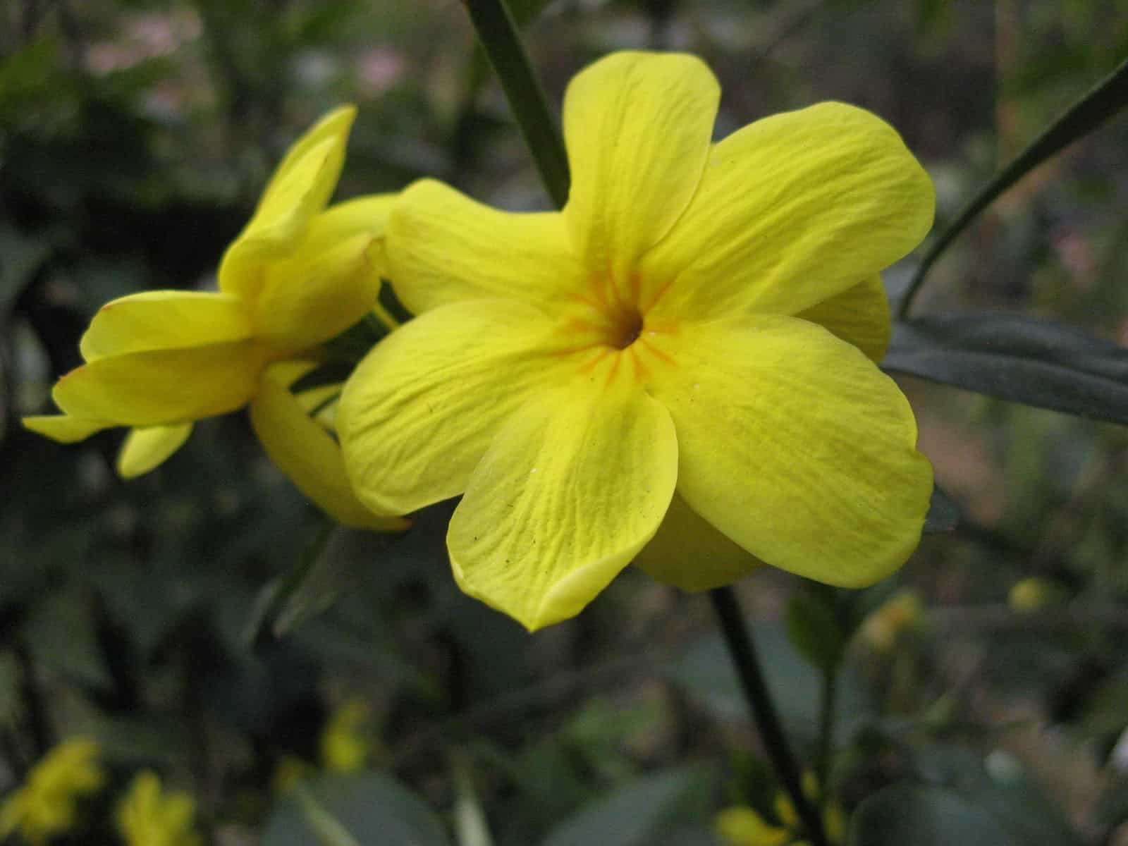 Jasminum floridum