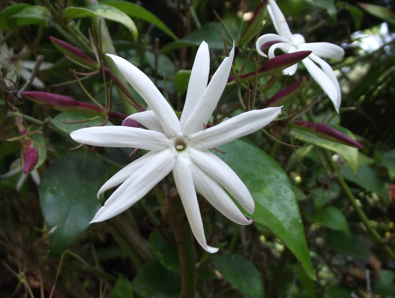 Jasminum nitidum