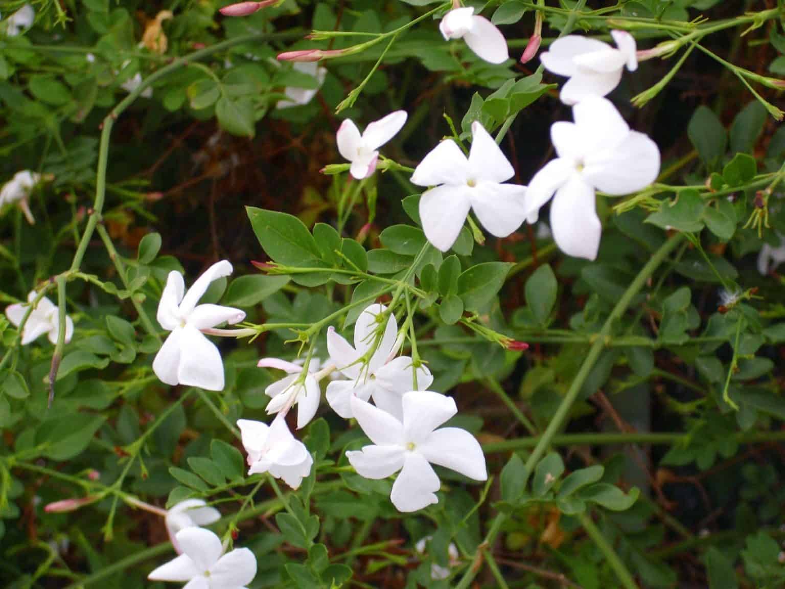 Jasmine Flower Meaning, Types & How to Grow Flower Glossary