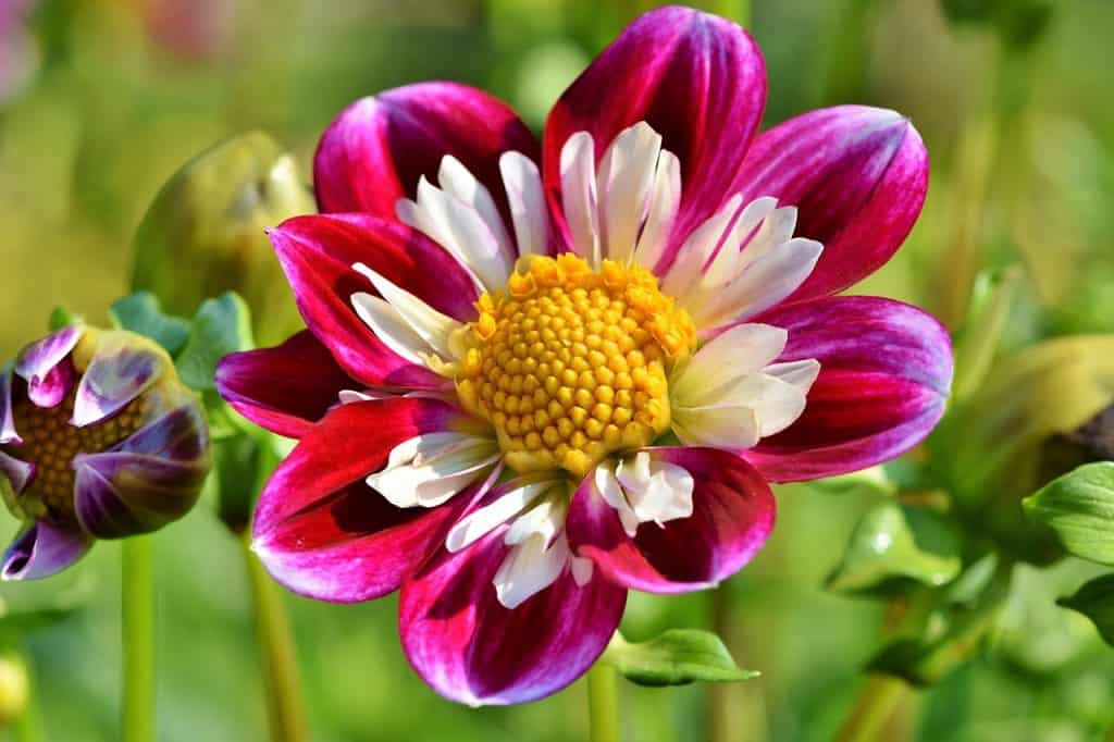 beautiful zinnia flower