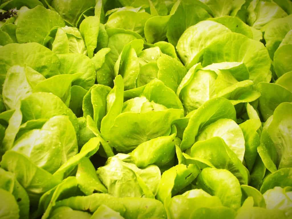 hydroponic lettuce