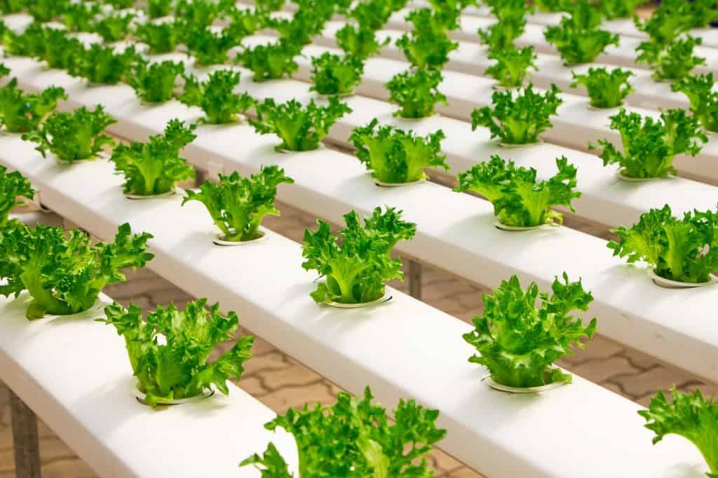 hydroponic garden