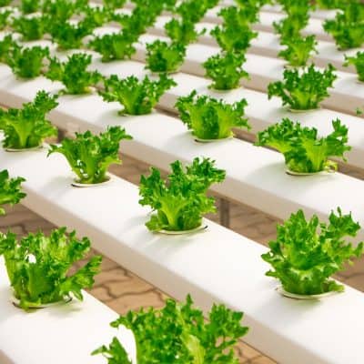 hydroponic garden