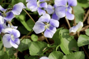 violet flowers
