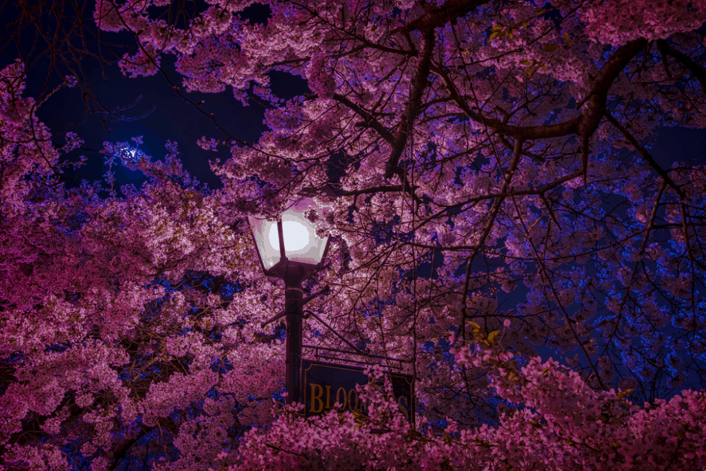 cherry blossom trees