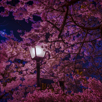 cherry blossom trees