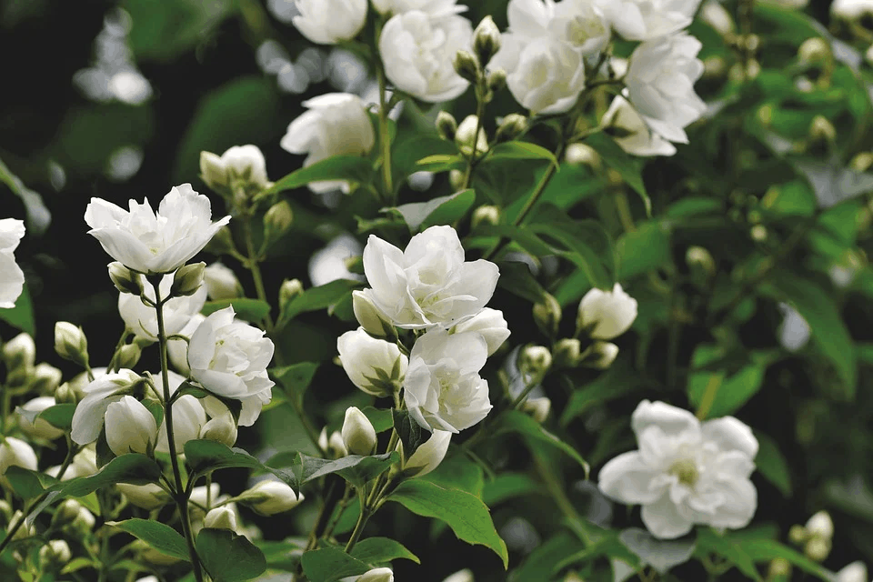 Complete Guide To Jasmine Plants Flower Glossary complete-guide-to-jasmine-plants-flower-glossary