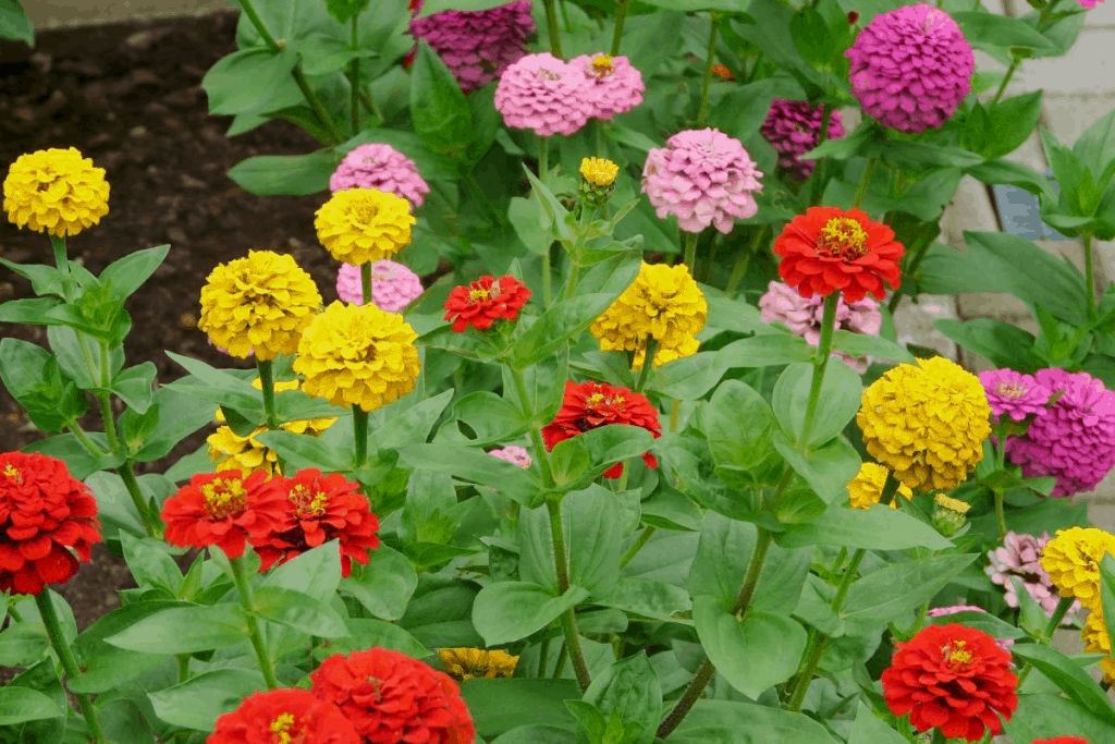 zinnia flowers