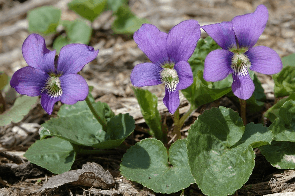 violet flowers