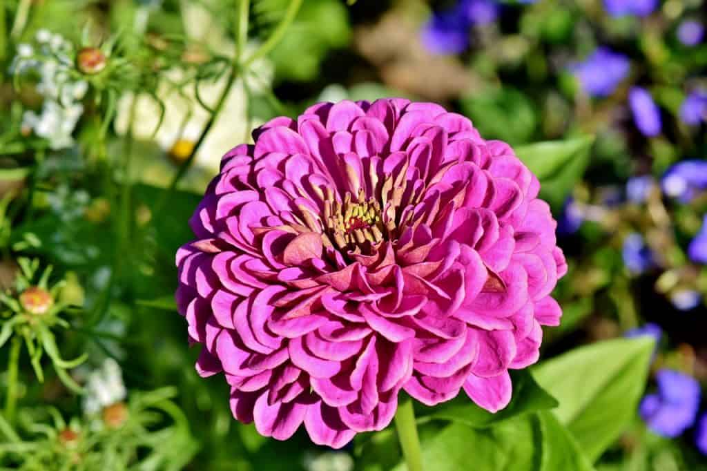 pink zinnia