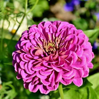 pink zinnia