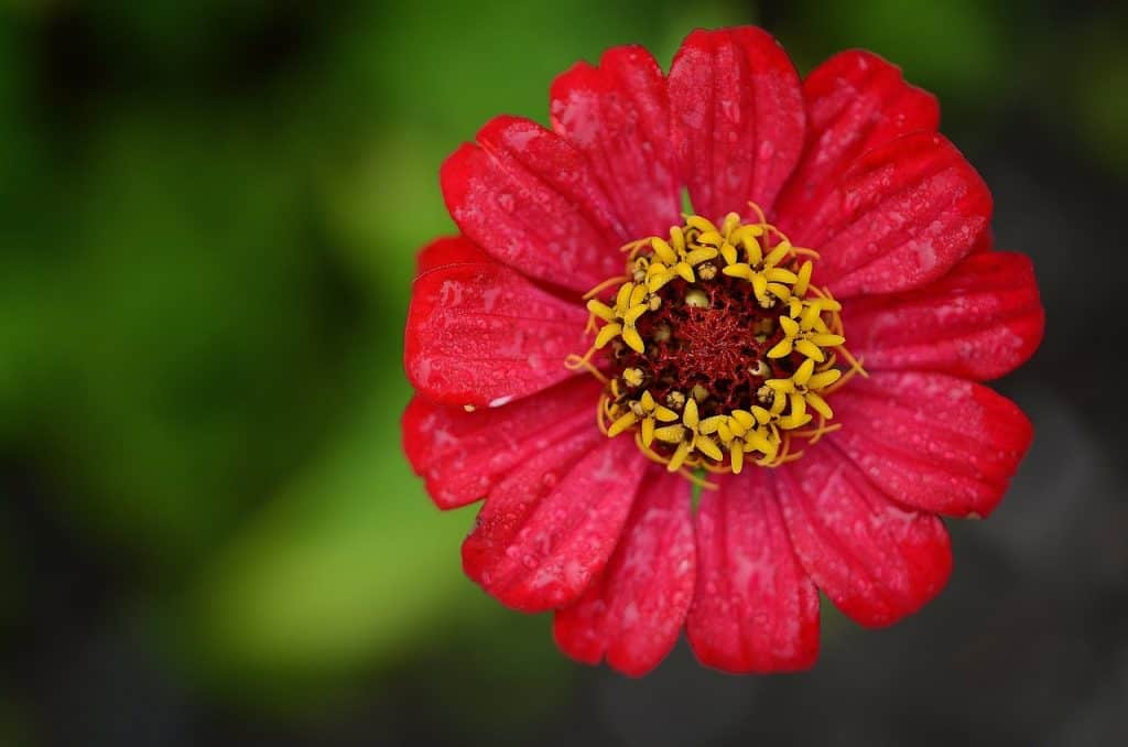 red zinnia