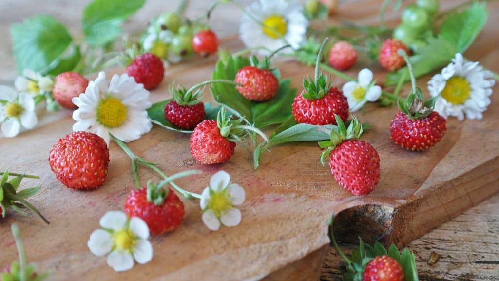 strawberry plant