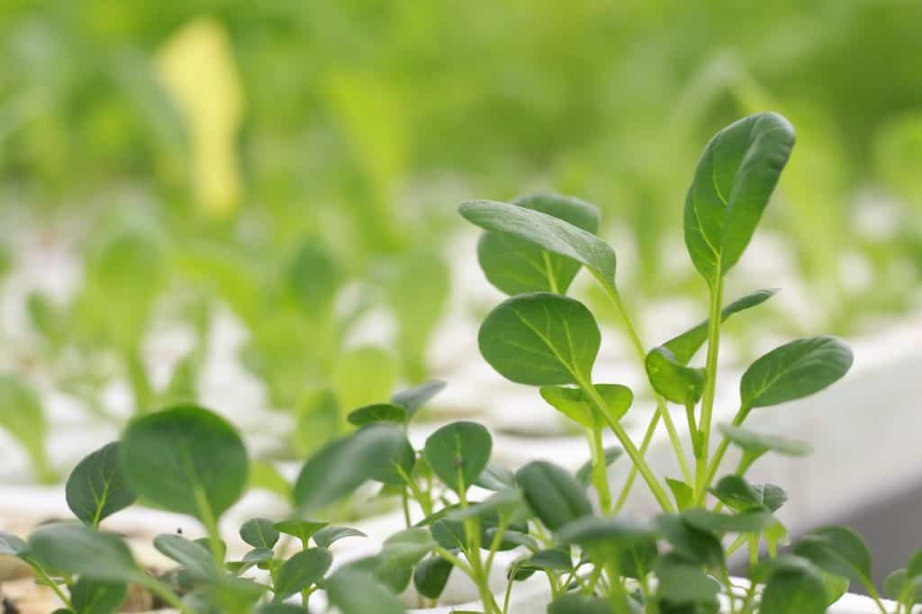 vegatable aeroponics