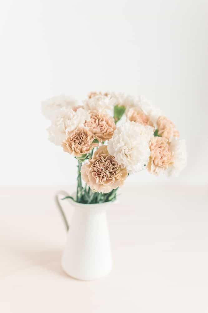 white carnation