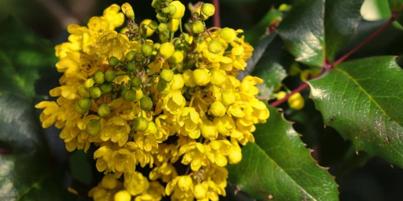 Barberry Flowers