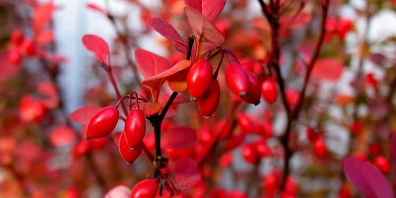 Barberry Red