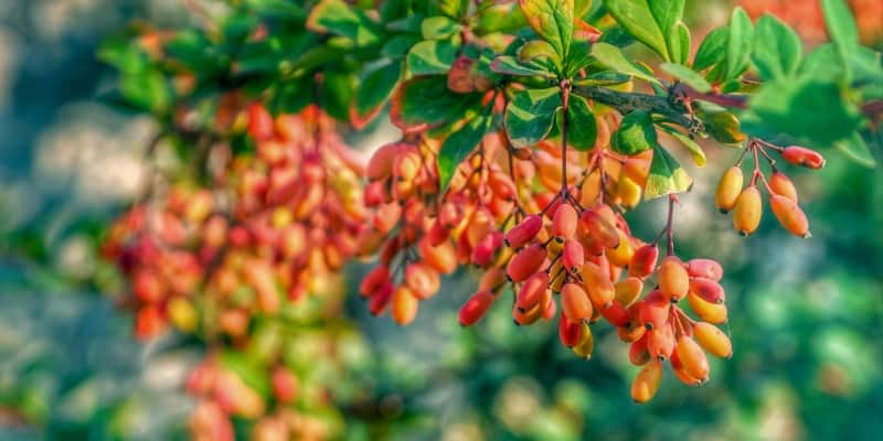 Barberry picture