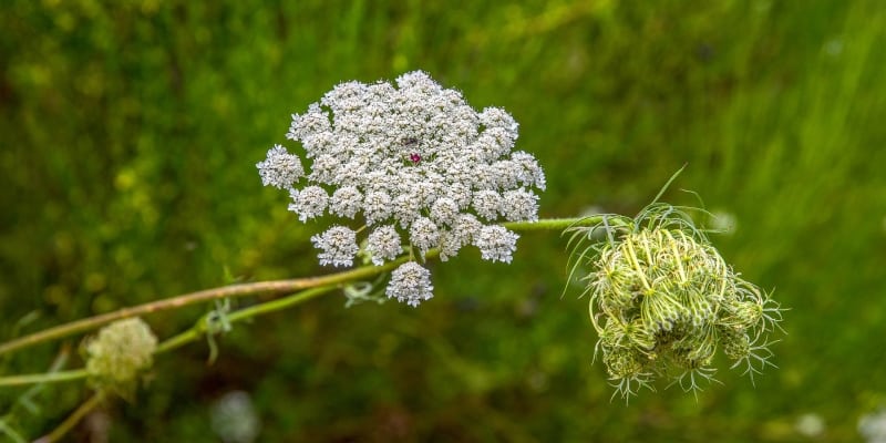 Daucus Carota Flowers