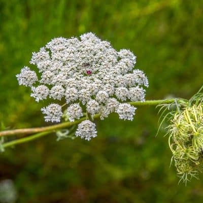 Daucus Carota Flowers