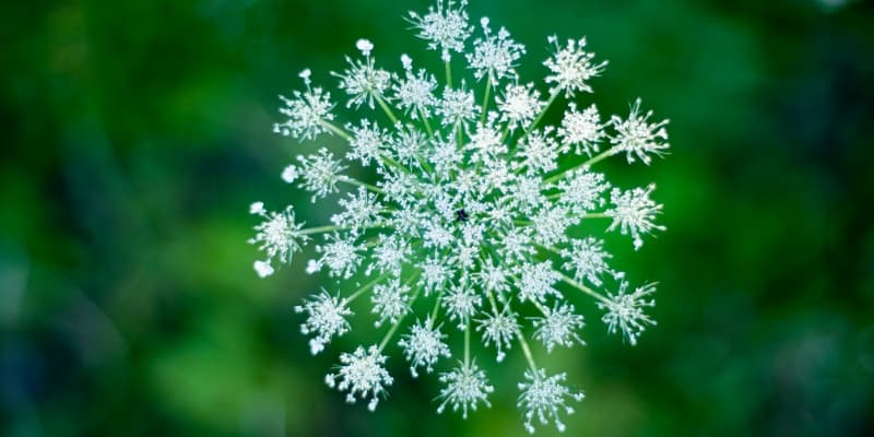 Daucus Carota