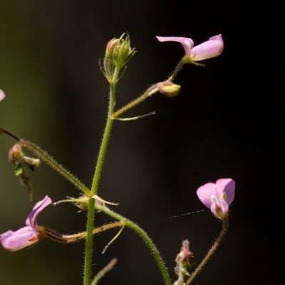 Desmodium