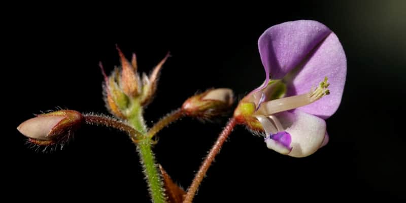 Desmodium flowers