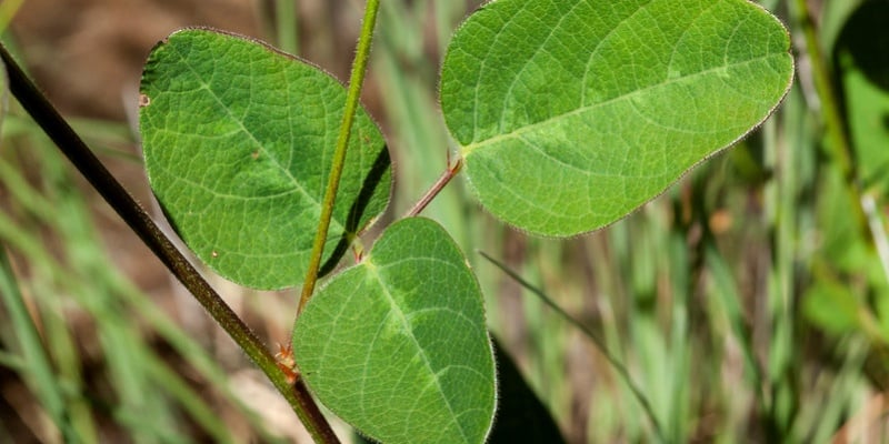 Desmodium leaves