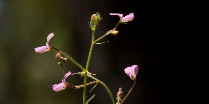 Desmodium