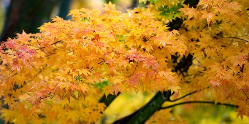 Japanese Maple picture