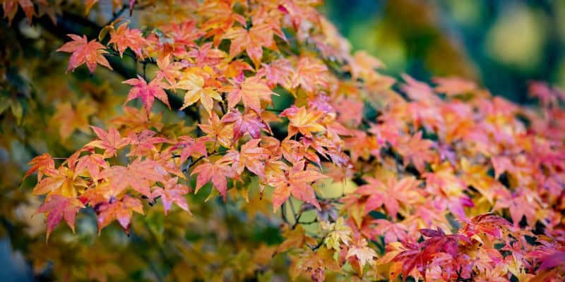 Japanese Maple