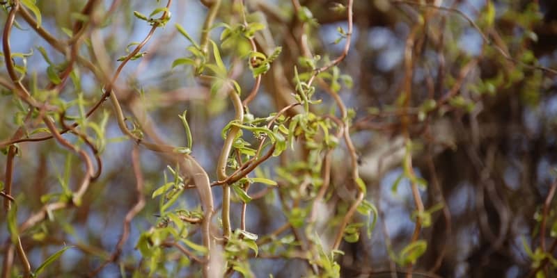 Salix Babylonica Tortuosa Green